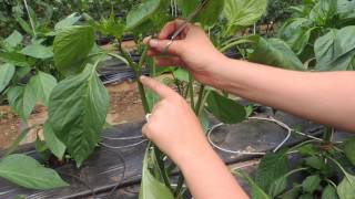 HOW TO PRUNE GREENHOUSE BELL PEPPERS FOR BEST PRODUCTION [upl. by Nyletac]