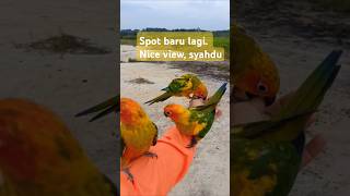 freeflybird parrot sunconureindonesia freeflybird freeflylover freefly freeflightparrot [upl. by Dorothi]