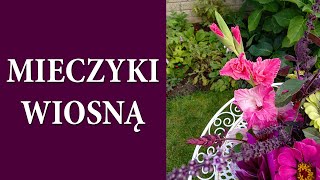 Przesadzam MIECZYKI  Jak posadzić cebulki mieczyków żeby się nie pokładały w sezonie  MrsGarden [upl. by Mehelhteb]