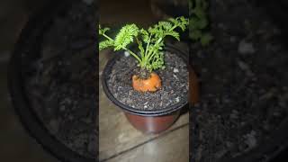 Carrot top progress carrot roots gardening urbanfarming plants nature seeds grow growth [upl. by Aikemet]