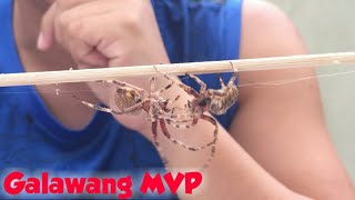 Derby Size Spider Fastest Kill Matalinong Gagamba Largest [upl. by Turro]