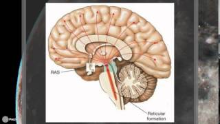 La neurofisiología del sueño ¿por qué dormimos [upl. by Dodi]