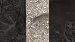 Merryville Outfitters  Louisiana Deer Hunting  Video 04 [upl. by Revert]