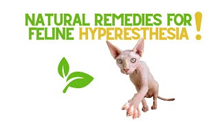 Natural Solutions for Feline Hyperesthesia [upl. by Stulin]