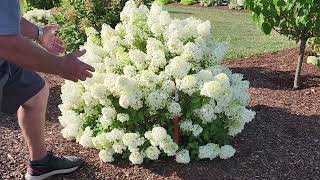 Hydrangea Bobo®  A Tried amp True Top Notch Garden Performer  Find Out About Cycle Pruning✂️😉 [upl. by Paik]