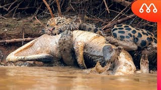 ONÇA ATACA JACARÉ NO PANTANAL BRASILEIRO [upl. by Atteirneh248]