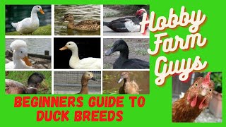 The Best Duck Breeds for Beginners [upl. by Tressa981]