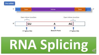 RNA Splicing Mechanism of RNA Splicing Spliceosome complex snRNA snRPs mRNA Processing [upl. by Elem963]