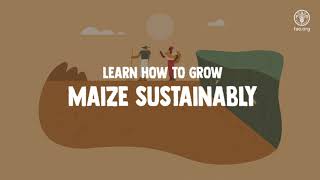 Learn how to grow maize [upl. by Ainalem]