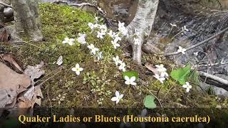 Quaker Ladies Bluets Houstonia caerulea [upl. by Minnaminnie]