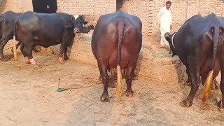 پیورنیلی کی بھینسیں برائے فروختNili Rave Buffalos for sale in punjab on YouTube sale،03065110914 [upl. by Vowel]