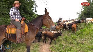 ¡TAPANDO BOCAS RANCHO EL AGUAJE LA FÁBRICA DEL REPARO VIENDO LAS CRÍAS DE LOS TOROS DE REPARO [upl. by Issy]