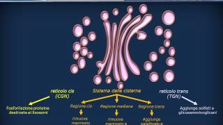 Editing delle proteine  Golgi e traffico vescicolare [upl. by Malvie]