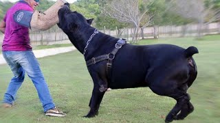 Top 10 Dogs With The Strongest Bite Force [upl. by Asek]