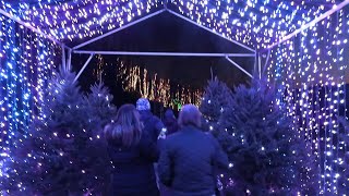 Holiday lights shine in Massachusetts Naumkeag public garden  AFP [upl. by Hayward836]