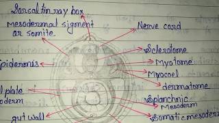 Formation of coelom in Amphioxus [upl. by Paddie]