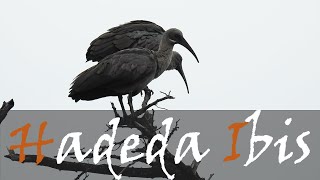 Hadeda Ibis Bostrychia hagedash Bird Call Video  Hadeda Screech  Birding  Stories Of The Kruger [upl. by Areema]