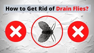 How to Get Rid of Drain Flies  Simple Steps [upl. by Ahsurej809]