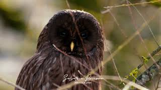 URAL OWL RARE BLACK MELANISTIC  STRIX URALENSIS [upl. by Pacifica]