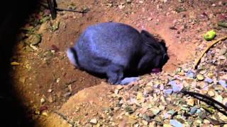 Mother Rabbit feeds 9 day old baby bunnies [upl. by Araek]