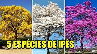 5 espécies de Ipês Arvores nativas do Brasil   amarelo  roxo  branco  verde e tabaco [upl. by Hollinger332]