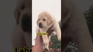 Labrador Labrador dehradun more information 8476999905 shortsvideo [upl. by Ahsias]