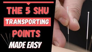 5 Shu Transporting points Acupuncture [upl. by Dolloff]