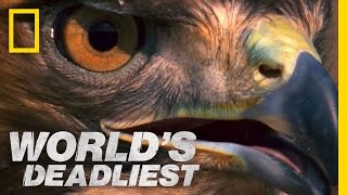 Rattlesnake vs Hawk  Worlds Deadliest [upl. by Alister277]