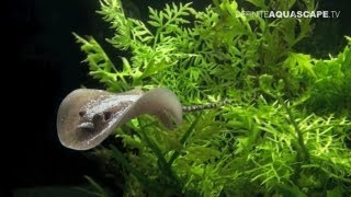 Aquascaping  Aquarium Ideas from ZooBotanica 2012 part 4 [upl. by Fleisher]