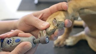 How to Dremel Your Dogs Nails  DoItYourself Dog Grooming [upl. by Ellan]