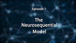 Stress Trauma and the Brain Insights for EducatorsThe Neurosequential Model [upl. by Fredette]