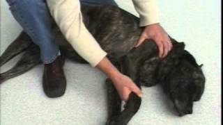 Front Leg Passive Range of Motion Exercises to Do After TPLO Dog Surgery [upl. by Tinya634]