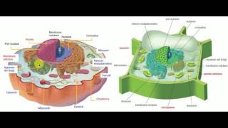 cellula vegetale e animale a confronto [upl. by Aleehs]