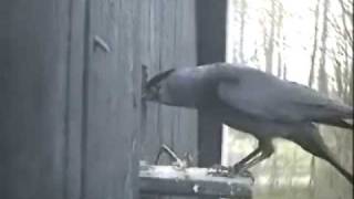 Jackdaws Destroy Stock Dove Nest [upl. by Zebulon]