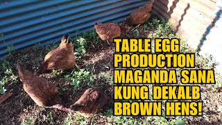 FREE RANGE TABLE EGG PRODUCTION MAGANDA SANA KUNG DEKALB BROWN ANG HENS [upl. by Arvind891]