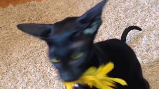 Sleek and Stunning The Black Oriental Shorthair Cat [upl. by Nonah504]