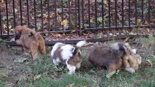 Shichon Puppies For Sale [upl. by Tarkany]