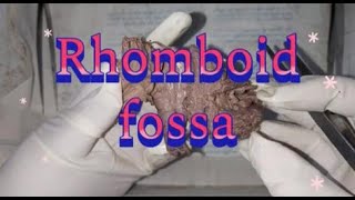 Rhomboid fossa drchitrashumananatomy [upl. by Tilney]