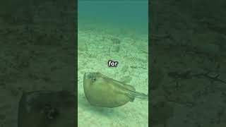 The role of stingrays in Marine Ecosystem stingray nature naturelovers [upl. by Ahsimal]