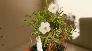 Oxalis versicolor the Candy Cane Sorrel a winter blooming plant with an unusual flower colour [upl. by Gamages]