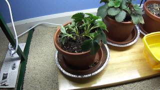 Strawberry Plant Timelapse [upl. by Marys]