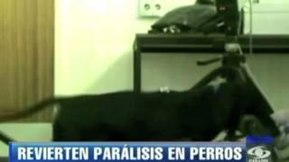 Perros con parálisis vuelven a caminar [upl. by Ylnevaeh]