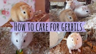 How To Care For a Pet Gerbil [upl. by Jimmie]