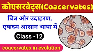 कोएसरवेट्स क्या है  coacervates class 12  evolution class 12 biology  coacervate biology class 12 [upl. by Bultman279]