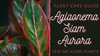 Aglaonema Siam Aurora Red Plant Care Guide For Beginners [upl. by Pascasia]