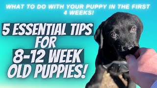 5 Essential Tips For 812 Week Old Puppies [upl. by Shiller370]