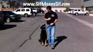 Dog Training Tips  Teaching dog to heel  ball and leash [upl. by Frodin49]