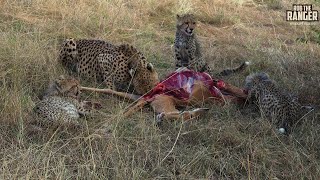 Cheetah Family Feeding Amani And Cubs  Maasai Mara Safari  Zebra Plains [upl. by Eetnahs]