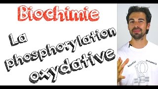 Cours de biochimie la phosphorylation oxydative [upl. by Lord]