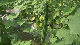 How to plant and grow luffa [upl. by Manvel212]